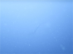 IMG_E3515.JPG