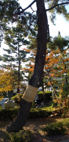 松のこも巻