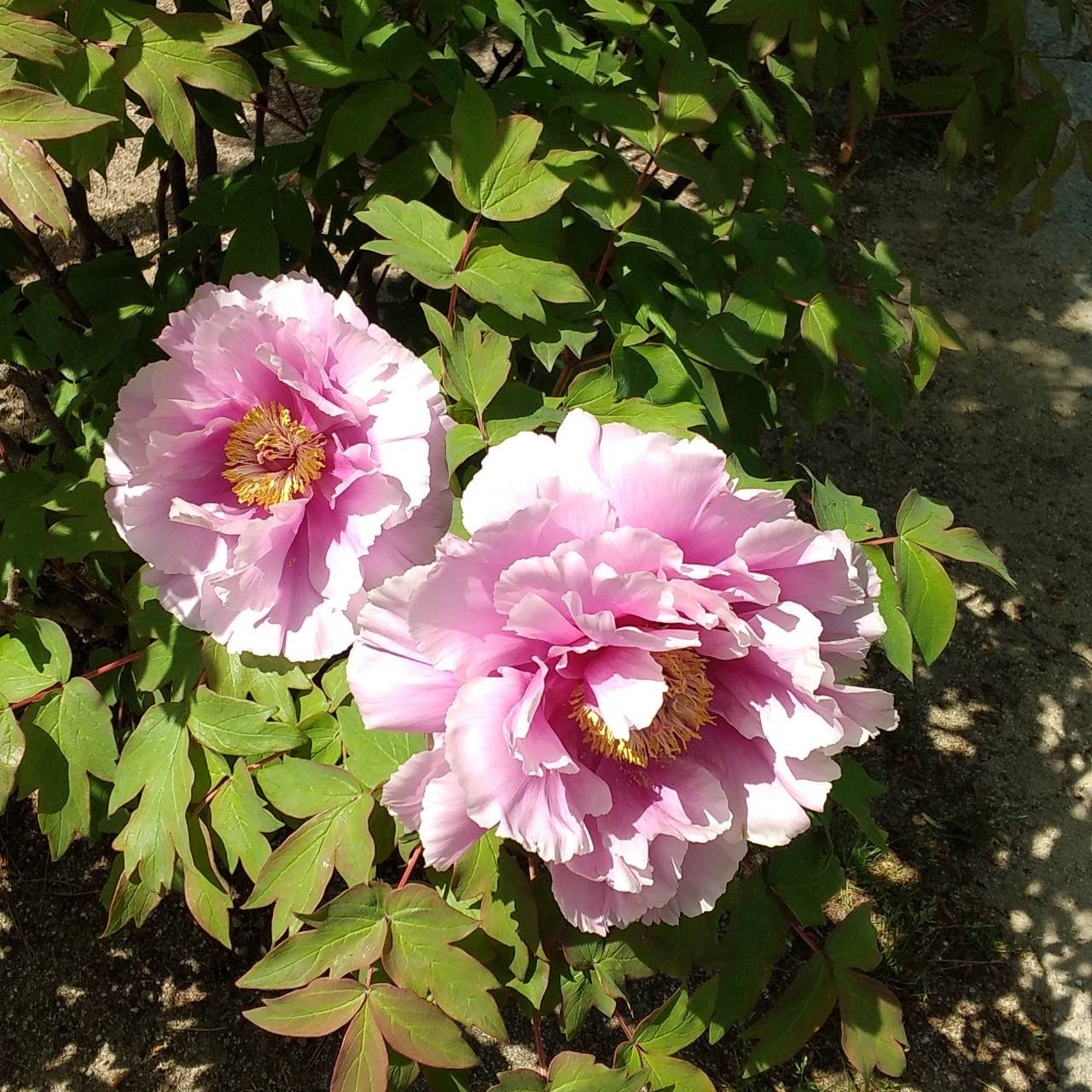 札場河岸公園の牡丹の花