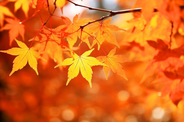 憧れの曲は、何ですか？