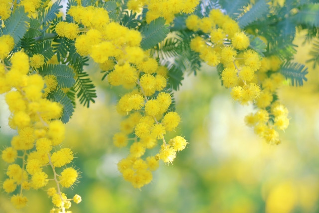 憧れの曲は、何ですか？