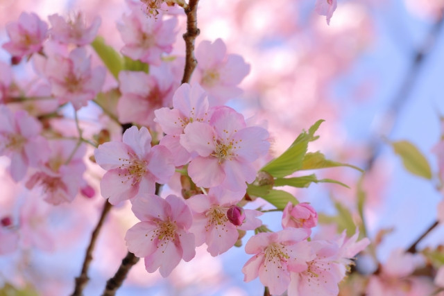 憧れの曲は、何ですか？