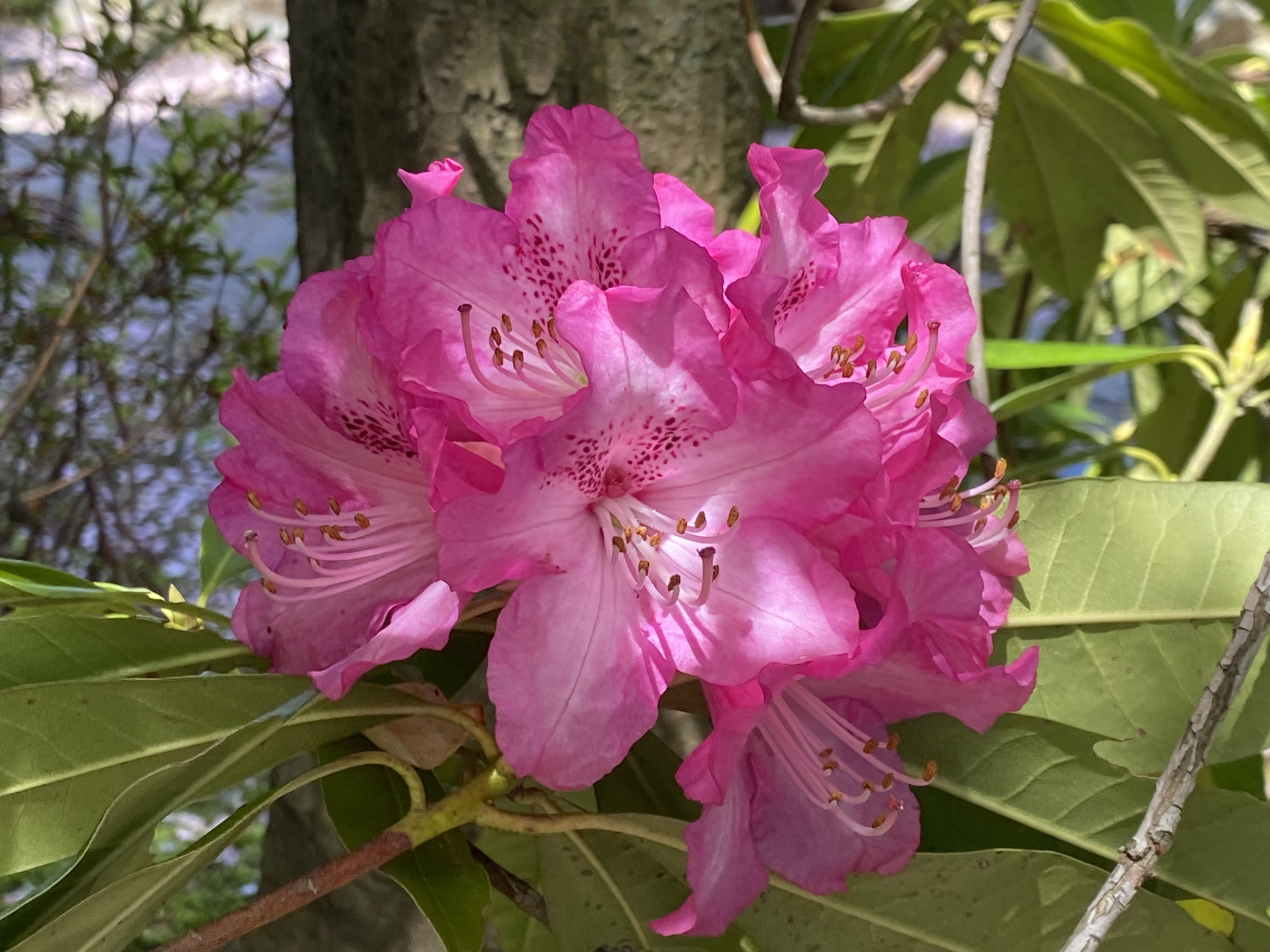 憧れの曲は、何ですか？