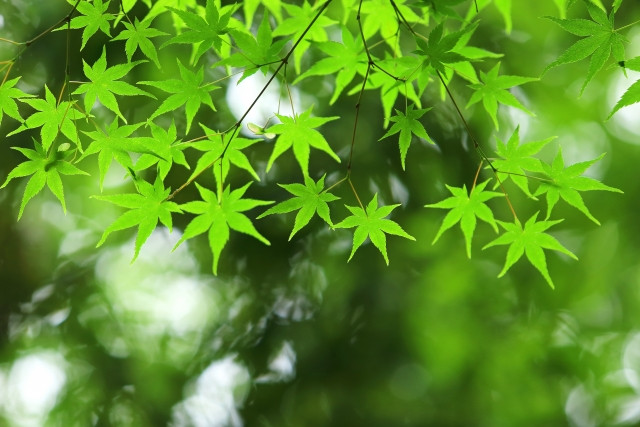 憧れの曲は、何ですか？