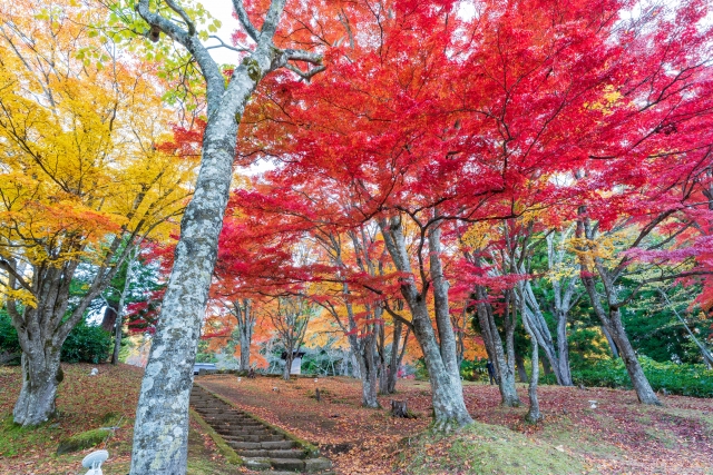 富士山冠雪