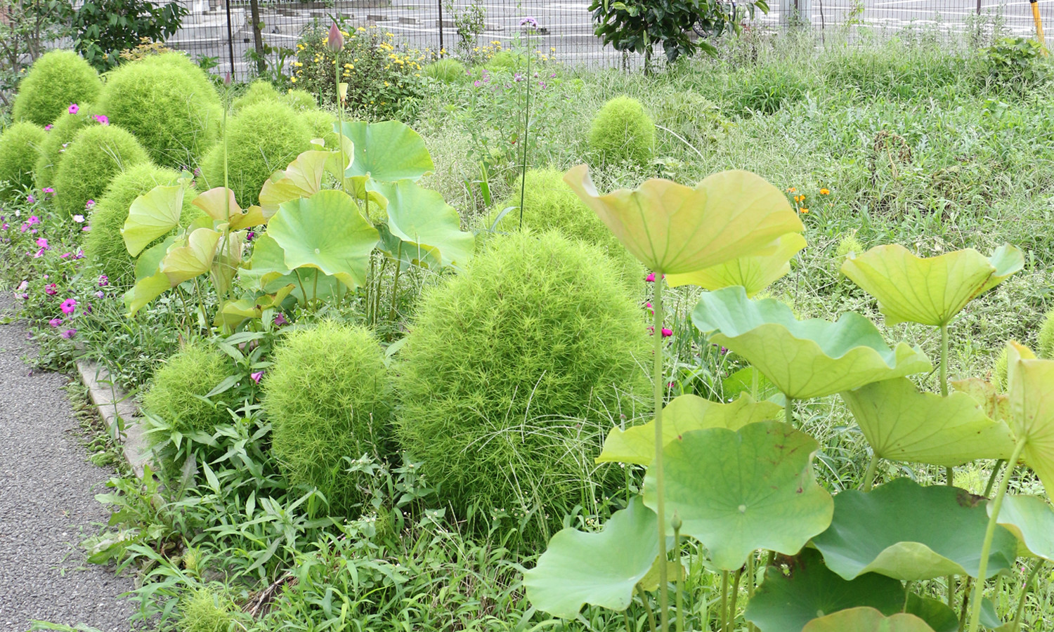 サポネット越戸の庭の植栽です。季節のお花や野菜などを植えています。