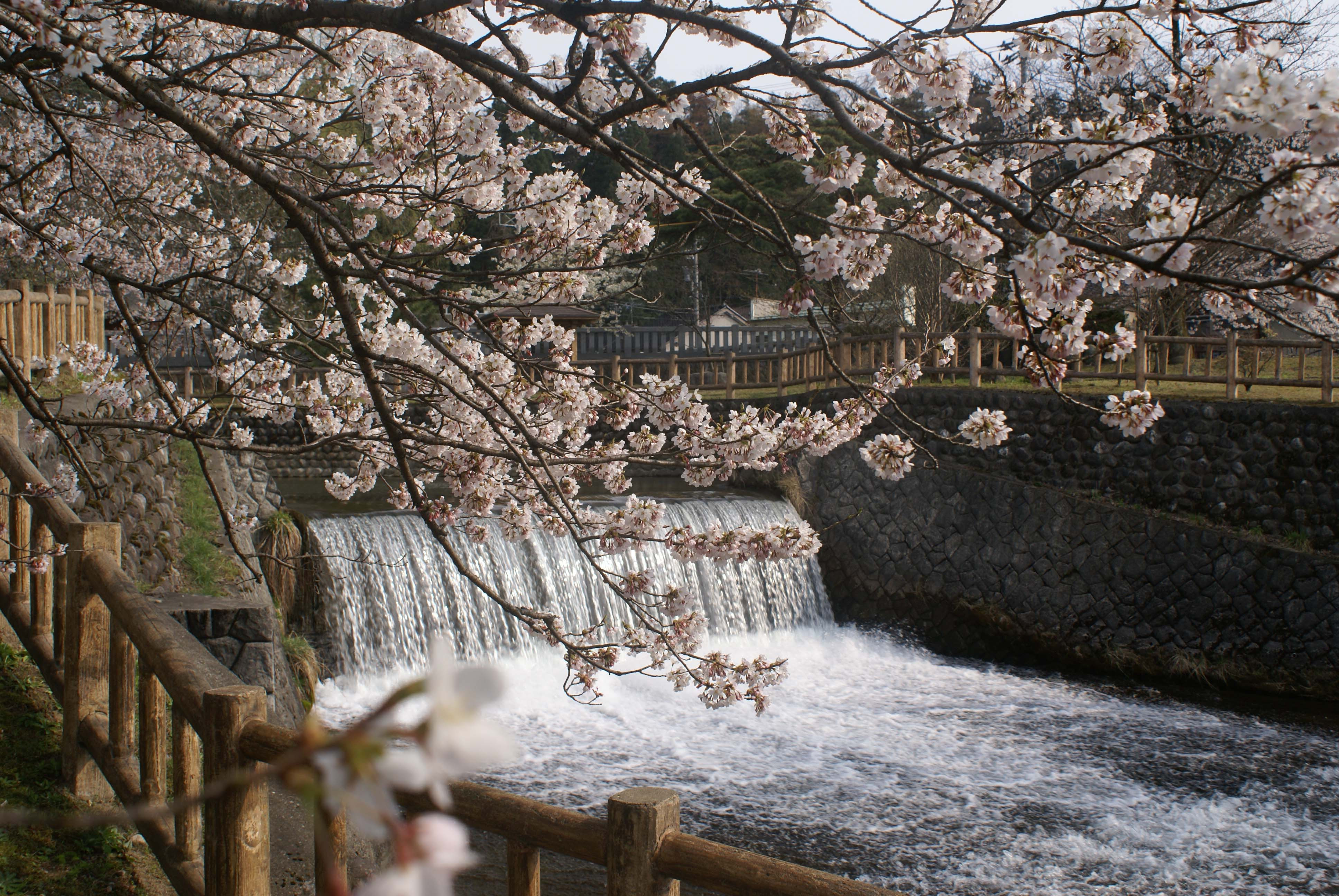 合口用水の桜.jpg