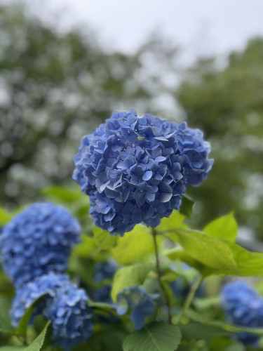 IMG_9579.jpeg