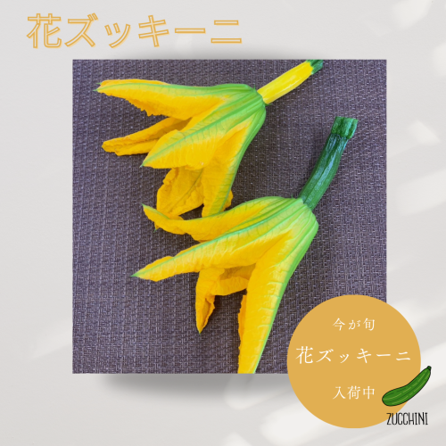 花ズッキーニ.png