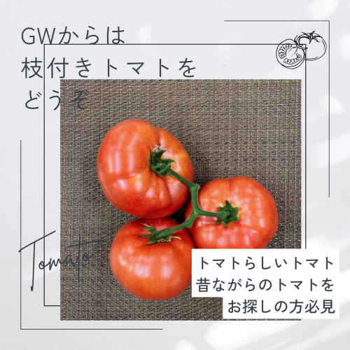 GW明けからのおすすめは 枝付きトマト (2).png