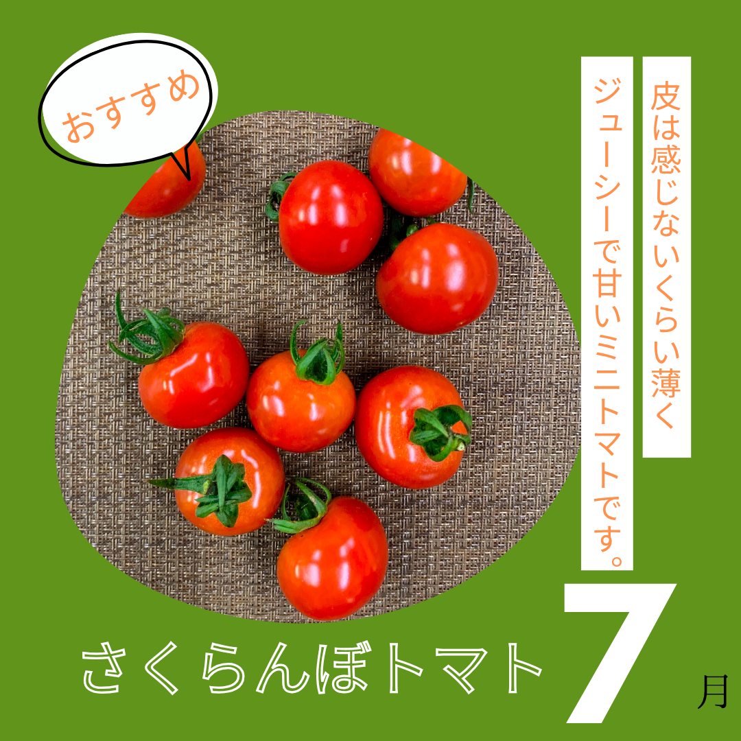 トマト 小鈴ちゃん 岐阜県さかほぎ産ミニトマト ボックス 1kg 産地直送