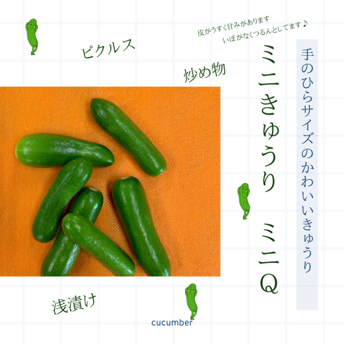 ミニきゅうり (1).png