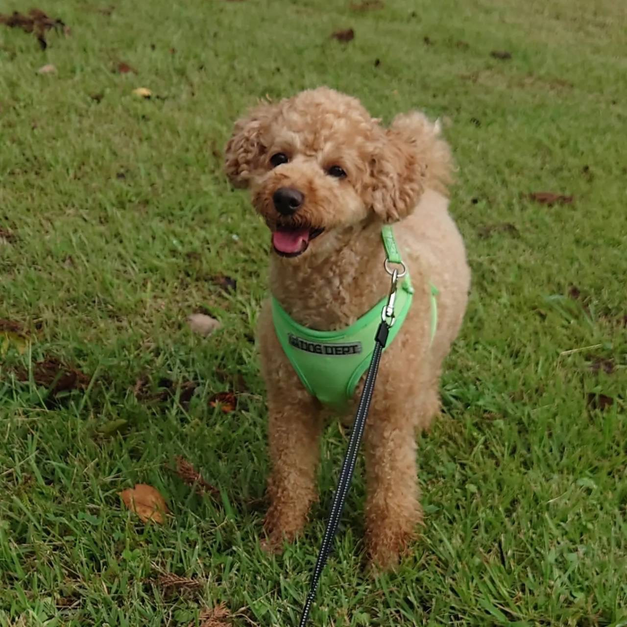 trimming HOUSEおはな