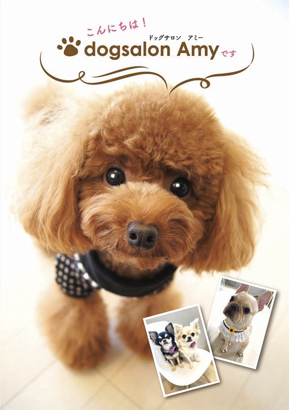 dogsalon Amy【ドッグサロン アミー】