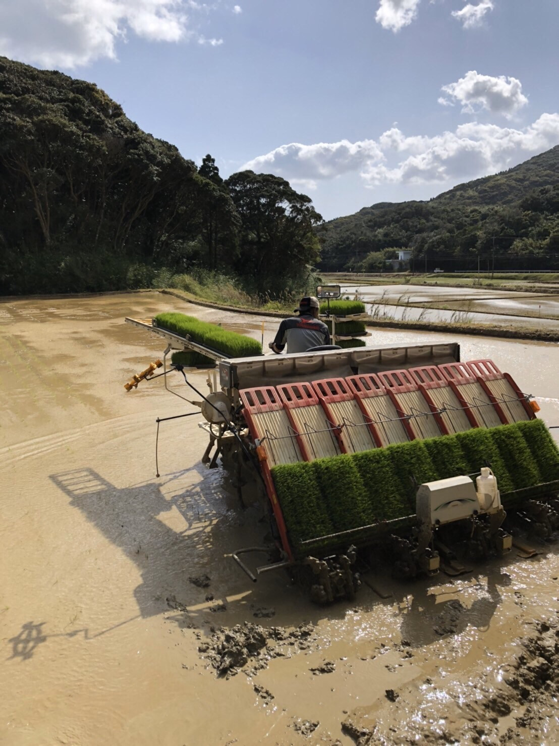 鹿児島県 種子島産米 （株）こめこめアイランド