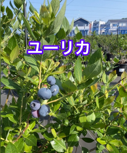 食べごろリスト　5月20日時点