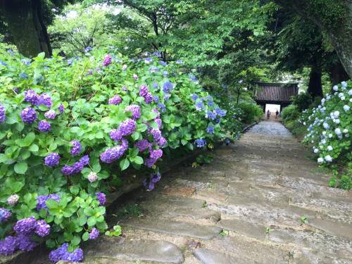  MAY-JIN _ajisai＿05.jpg