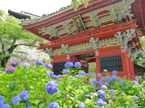 may-jin_ajisai_03_amabiki.jpg