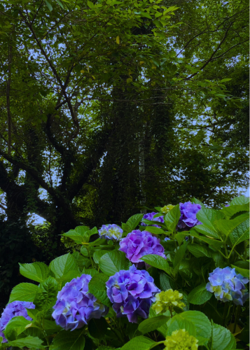 ajisai070616.png