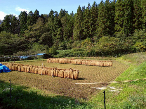 LINE_ALBUM_25.10456東北ツアー_251006_2.jpg