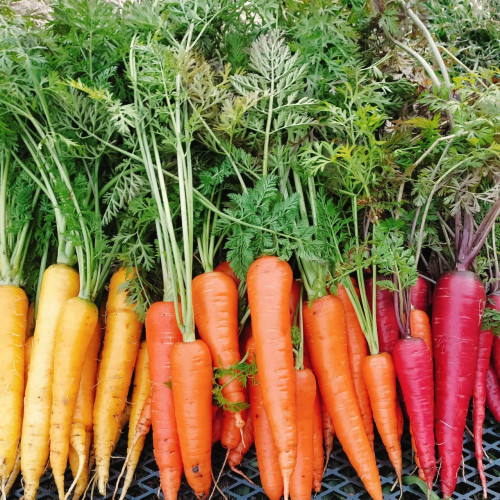 🌿桜川の風とともに──無農薬の恵みを育む「尺尺ファーム」さんとの出会い🌾