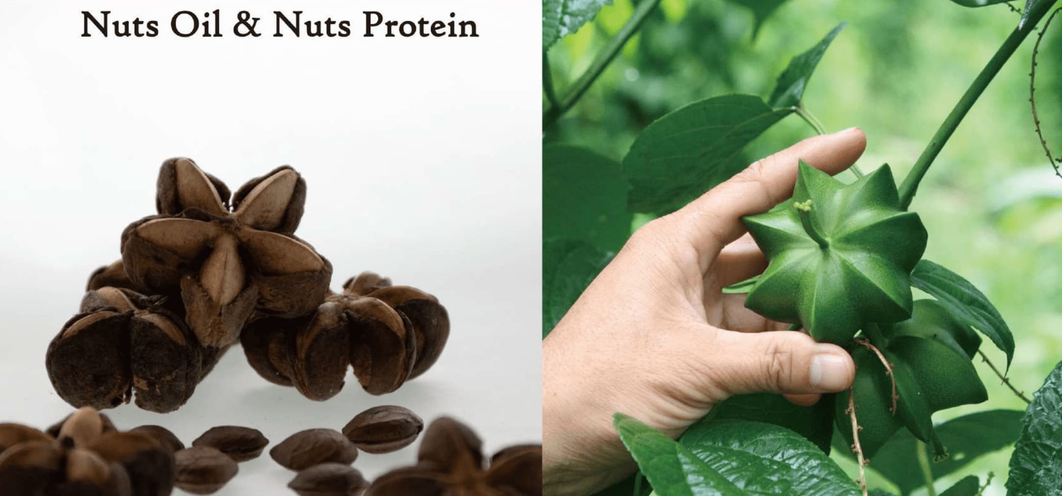 🌈アルコイリス──ペルーから届く「生命のしずく」