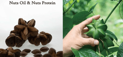 🌈アルコイリス──ペルーから届く「生命のしずく」