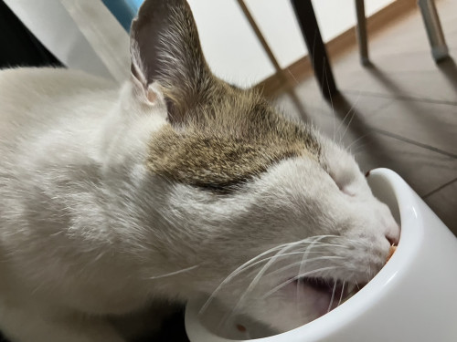neko.jpg