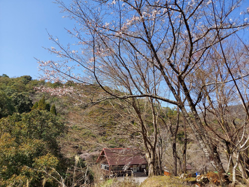 おせりの滝キャンプ場　桜の開花情報