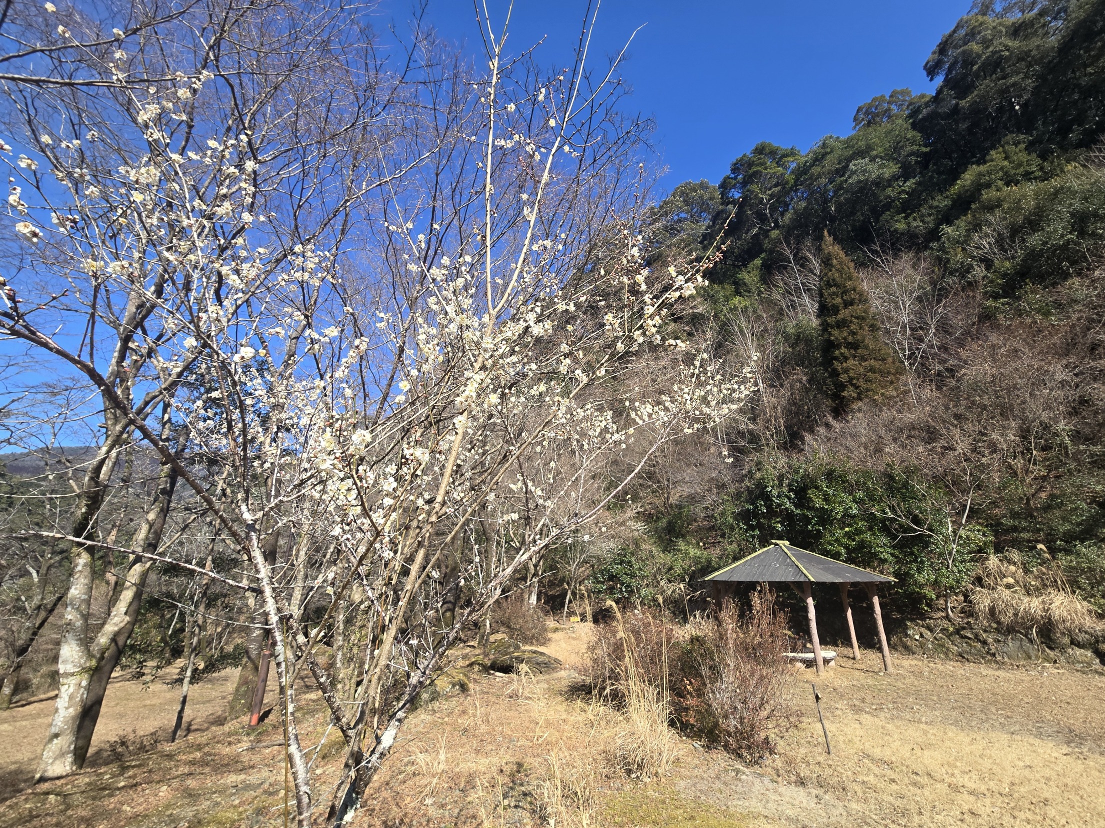 おせりの滝キャンプ場