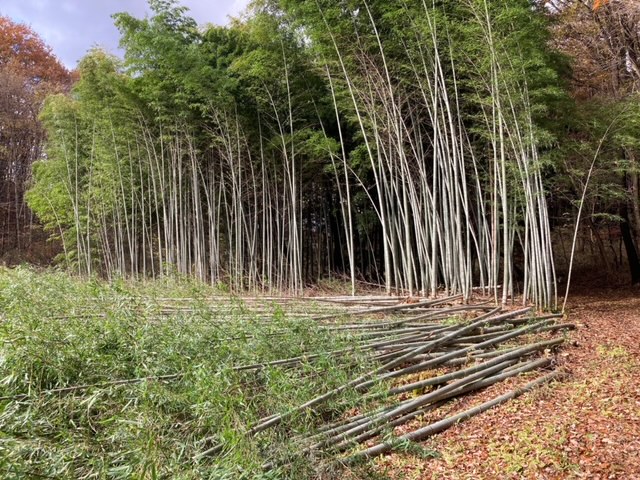 竹伐採.jpeg