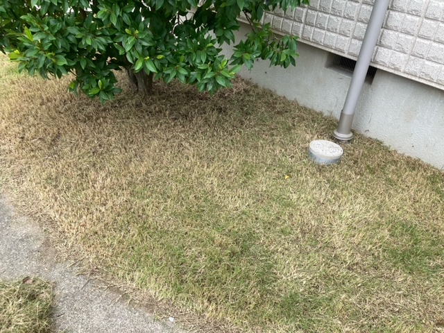 剪定　宇都宮.jpeg