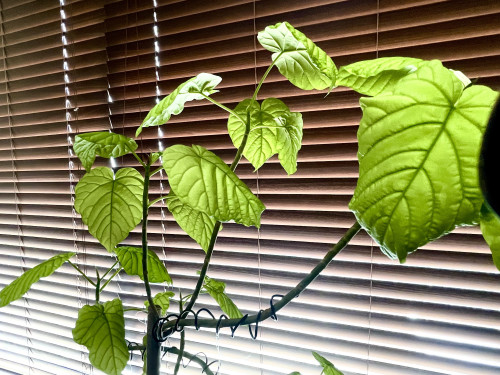 つぶやき＆メッセージ更新