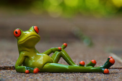 alexas_fotos-frog-947770_1280.jpg