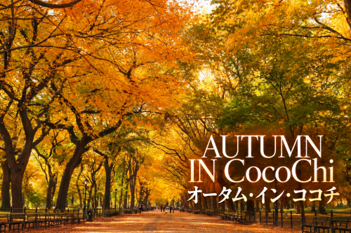 🍂夏の悪あがきのような日差しに、ふっと秋の風が通り抜ける。