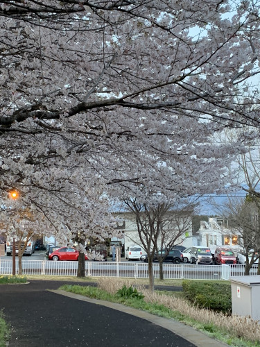 公園からの店舗　桜①.jpg