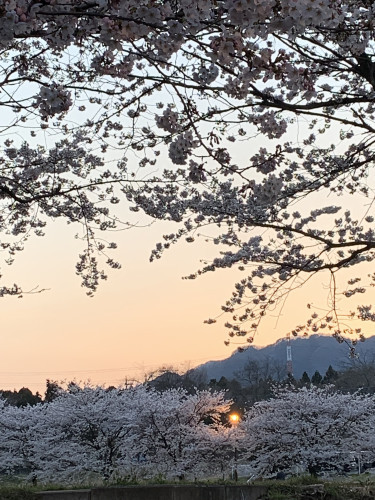 公園全景　桜.jpg