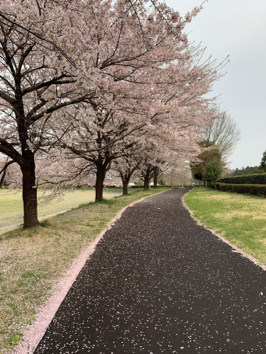 公園　桜散歩道.jpg