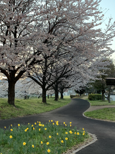 公園　散歩道桜水仙.jpg