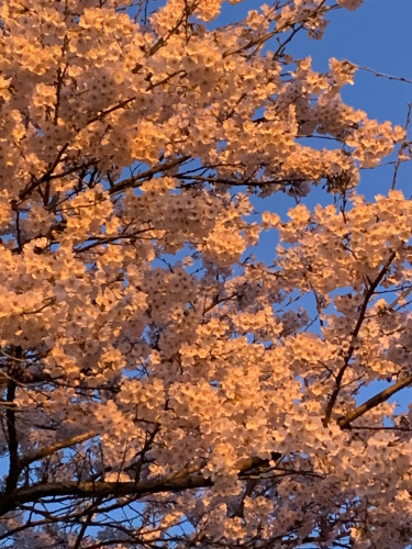 公園　夜桜アップ.jpg
