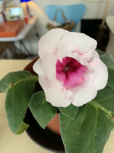 グロキシニア　好きな花.jpg