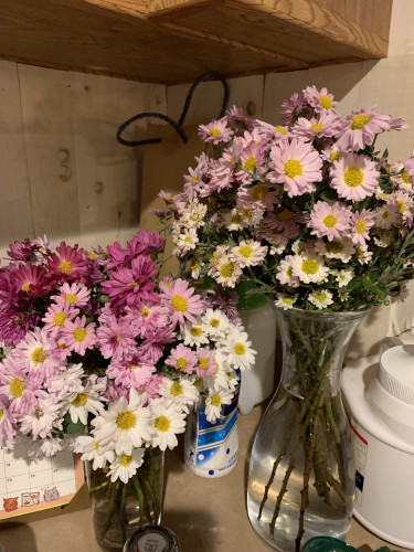 菊④.jpg