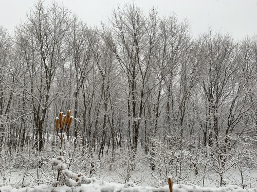 雪景色　自宅.jpg