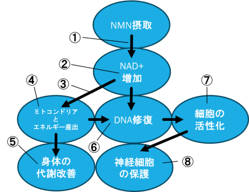 NMN生化学的プロセス.png