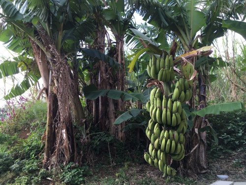 島バナナの木