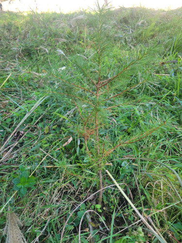 LINE_ALBUM_20260919植樹祭_260924_1.jpg