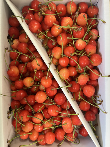 さくらんぼ佐藤錦出荷中🍒