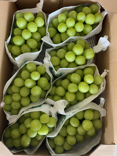 産地直送🚛シャインマスカットの出荷が始まっております