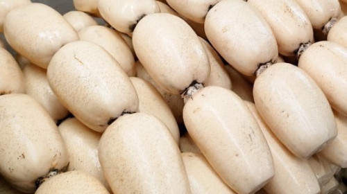 産地直送で超鮮度！れんこんの出荷が始まりました