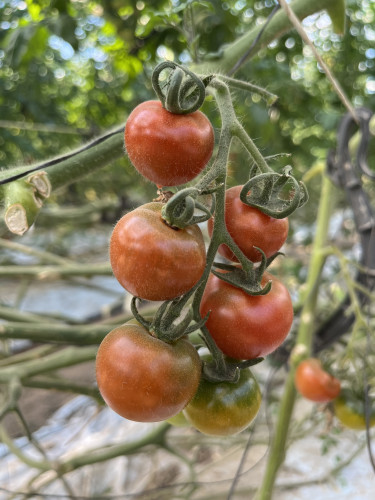 ミニトマト・中玉・大玉の各種トマトの出荷しております🍅